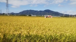 [. мир 5 год производство ] новый рис пестициды примерно 7 сломан . Niigata префектура засвидетельствование специальный культивирование рис новый .. белый рис бумажный пакет 25kg