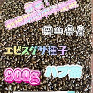 2023年収穫　栽培中農薬不使用　岡山県産エビスグサ種子　手摘み　天日干し　900g 量変更可能