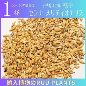 センナ・メリディオナリス　無選別種子　1杯(100-150鞘殻程度)4-2