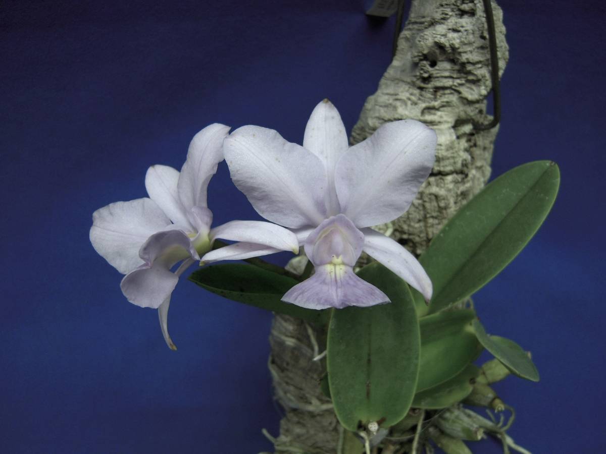 C. nobilior f. coerulea x sib ´Arara Azul´ x ´Papagaio Verde´ 洋