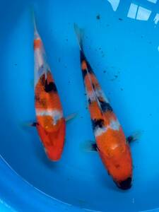 1.古澤養魚場　厳選昭和三色　　22～23cm　2尾　当歳