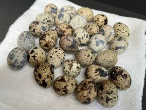w500【食用】 並うずら 卵 有精卵 ナミウズラ うずらの卵 30個セット 食料危機