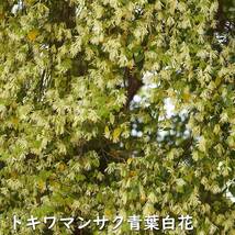 トキワマンサク青葉白花 0.5m 10.5cmポット 苗_画像2