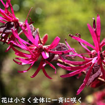 トキワマンサク赤葉赤花 0.5m 10.5cmポット 苗_画像6
