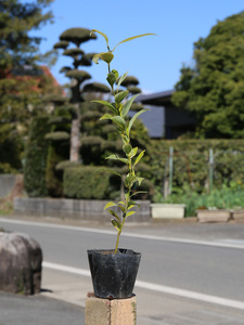 ヤブニッケイ 0.5m 10.5cmポット 苗