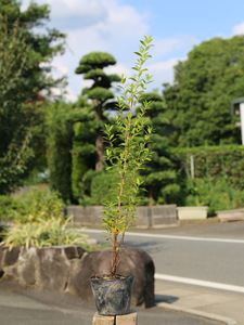 ギンバイカ 0.7m 10.5cmポット 苗