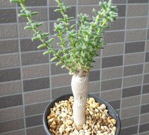 トリコディアデマ・ブルボスム Trichodiadema bulbosum 姫紅小松 3号鉢 検索用 コーデックス 塊根植物