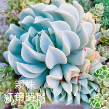 59 トップシーダービー　カット苗 写真現物 2号 多肉植物 Seewee_Succulents_画像1