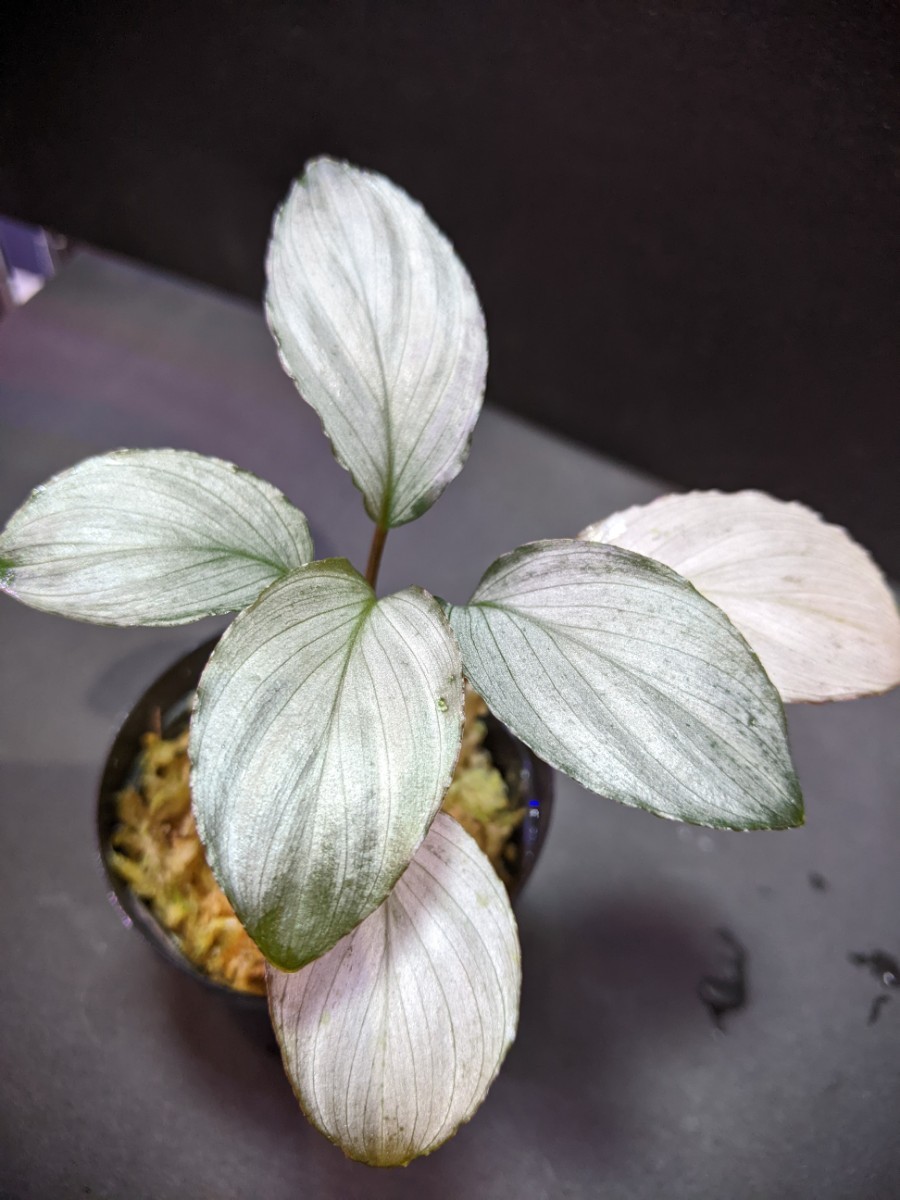 Yahoo!オークション -「ホマロメナ homalomena sp.」の落札相場・落札価格