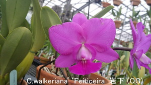 ★洋蘭★原種★カトレアC.walkeriana ‘Feiticeira’岩下 (OG)