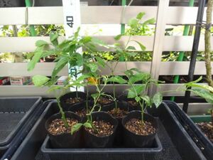 ma year lemon .. tree seedling 2 year raw popular special price * presently,6 seedling is. start price is 1 seedling. in the price ..