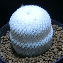 サボテン　エピテランサ属　小人の帽子（スノー・ホワイト）　カキ仔カットの頭部自根　Ｗ：Φ5.0　Ｈ：5　　鉢径：Φ10_画像4