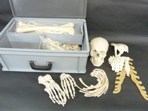 R607　保管品　坂本モデル　成人骨格分離模型　ケース付き　人体模型 全身骨格模型 骸骨模型 人骨模型 全身模型　医療　医学　_画像1