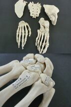 R607　保管品　坂本モデル　成人骨格分離模型　ケース付き　人体模型 全身骨格模型 骸骨模型 人骨模型 全身模型　医療　医学　_画像4