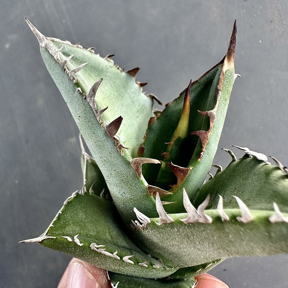 ヤフオク! -「t」(アガベ) (観葉植物)の落札相場・落札価格