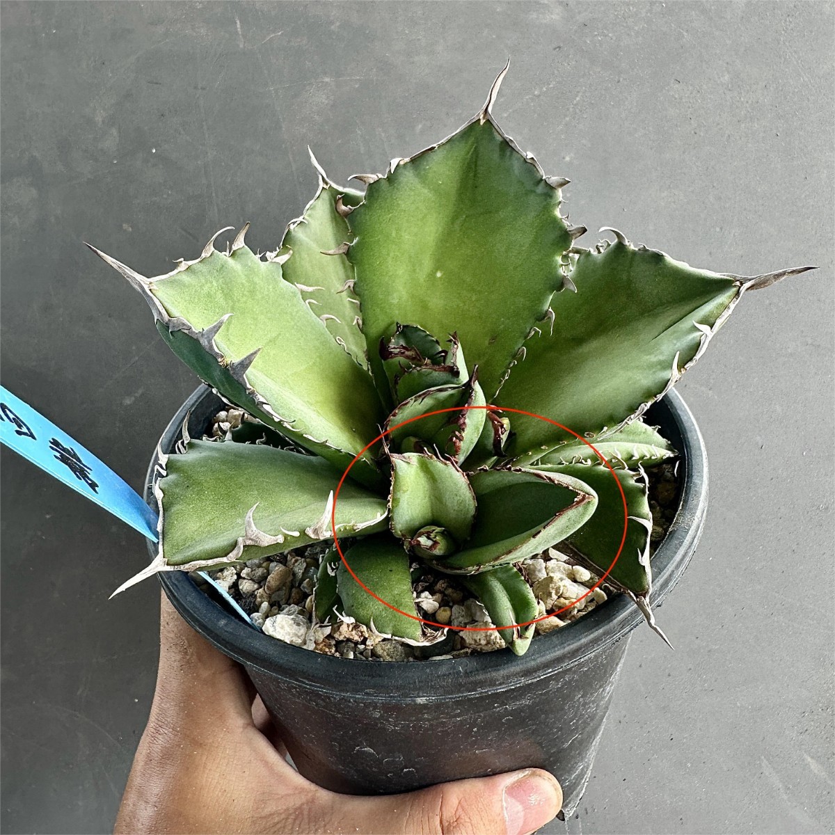 ヤフオク! -「t」(アガベ) (観葉植物)の落札相場・落札価格
