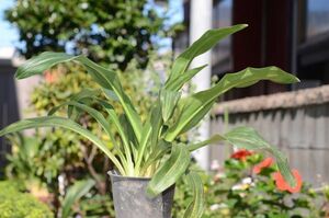 万年青(23-908）【縁起物・おもと】おもと・オモト・観葉植物・縁起物・(万年青はキジカクシ科、またはユリ科の植物)