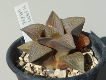 ハオルチア トルテリオラム Haworthia truteriorum GM676 Erfenis_画像2