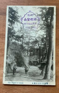 FF-7363 ■送料込■ 神奈川県 相州 箱根 旧街道 松並木 牛 人 道 松の木 動物 戦前 風景 景色 レトロ 絵葉書 写真 古写真/くNAら/くJYら