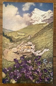 JJ-1564 ■送料込■ 高山植物 紫の花 雪山 花 海外 草原 風景写真 絵葉書 古写真 印刷物/くFUら