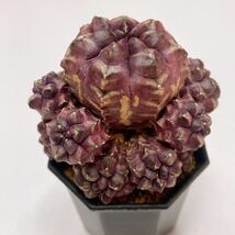 DAYDREAM！ビッグサイズ！多肉植物 サボテン　ギムノカリキウム　デイドリーム　子株沢山　Gymnocalycium Mihanovichii Hyrid_画像6