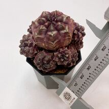 DAYDREAM！ビッグサイズ！多肉植物 サボテン　ギムノカリキウム　デイドリーム　子株沢山　Gymnocalycium Mihanovichii Hyrid_画像2