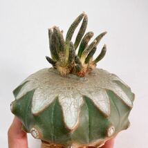 ビッグサイズ！レア！多肉植物 サボテン アストロフィツム・カプトメデューサエ 接木仕立 Astrophytum caput-medusae_画像6