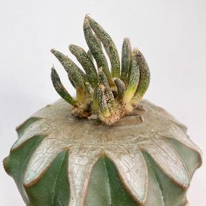 ビッグサイズ！レア！多肉植物 サボテン アストロフィツム・カプトメデューサエ 接木仕立 Astrophytum caput-medusae