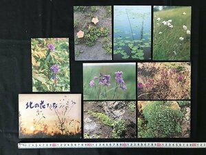 i△*　昭和の絵葉書　北の花たち　根室平野　北海道　自然　植物　8枚入り　未使用　観光　絵はがき　/A01-③