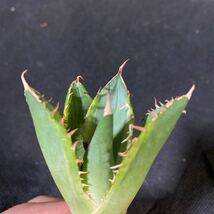 IG02-550アガベ チタノタ バナナピール【agave titanota banana peel】多肉植物_画像2