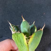 IG02 554 アガベ チタノタ バナナピール【agave titanota banana peel】多肉植物_画像3