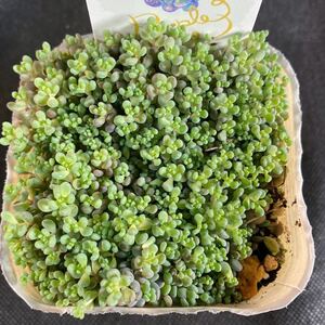 M-80 パープルヘイズ セダム 多肉植物