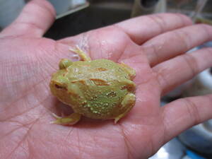 カワ(・∀・)イイ!!【厳選個体】クランウェルツノガエル　パイナップル　4㎝　カエル　蛙　綺麗でかわいいよ♪