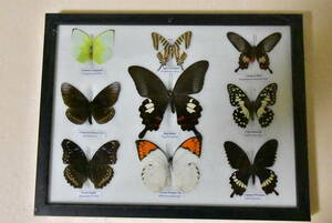 ◆昆虫標本◆チョウ標本◆蝶9匹標本◆⑦
