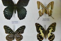 ◆昆虫標本◆チョウ標本◆蝶9匹標本◆⑧_画像3