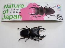 中古 日本のいきもの 03 23 オオクワガタ ネイチャーテクニカラー Nature of Japan ガチャ 開封済み キタンクラブ 生き物 ミニフィギュア_画像1