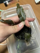 [一掃セール] Cryptocoryne nurii “Whole line” クリプトコリネ 原種 熱帯植物 水草_画像2