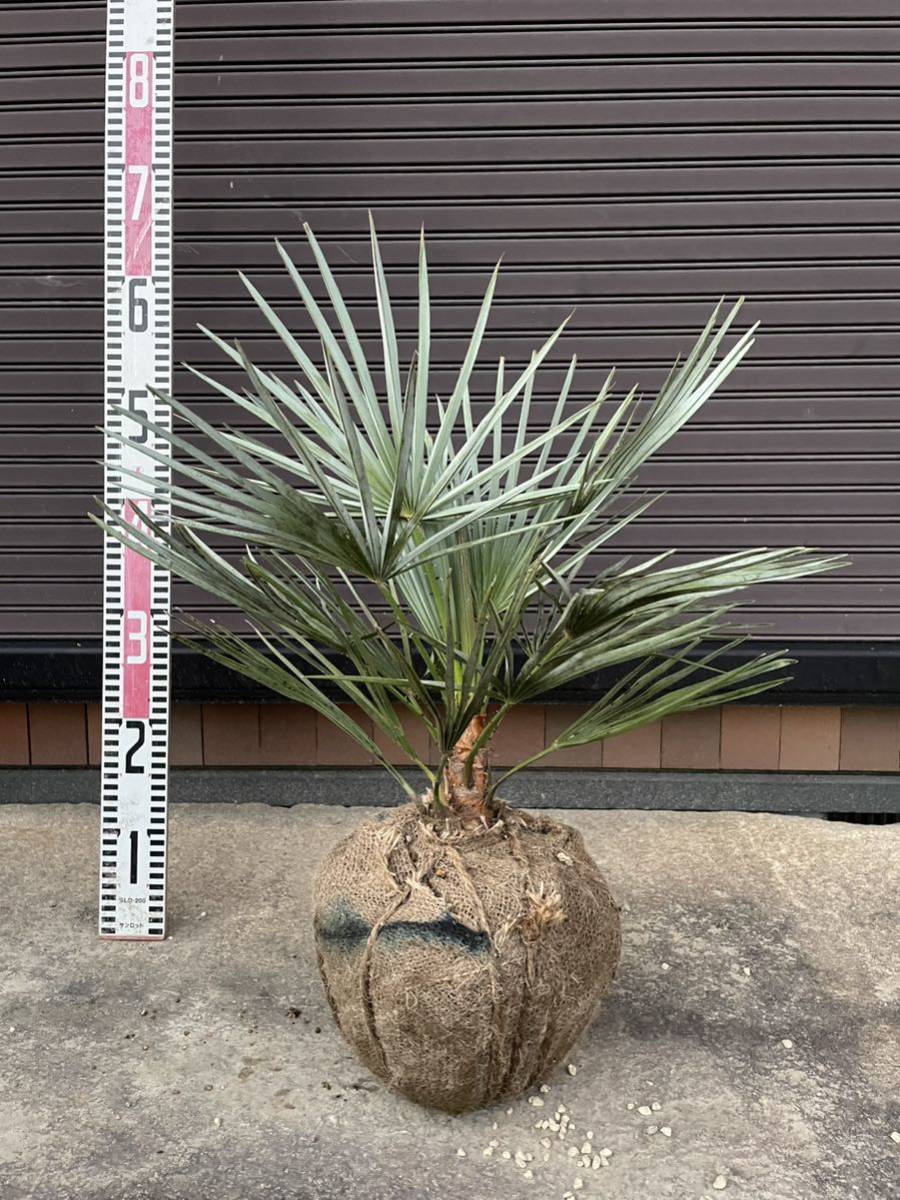 ヤフオク!  チャメロプスヤシ 観葉植物の落札相場・落札価格