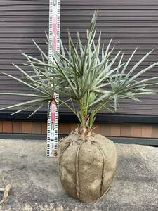 チャメロプス セリフェラ　庭 観葉植物 ココスヤシ チャメロップス　け