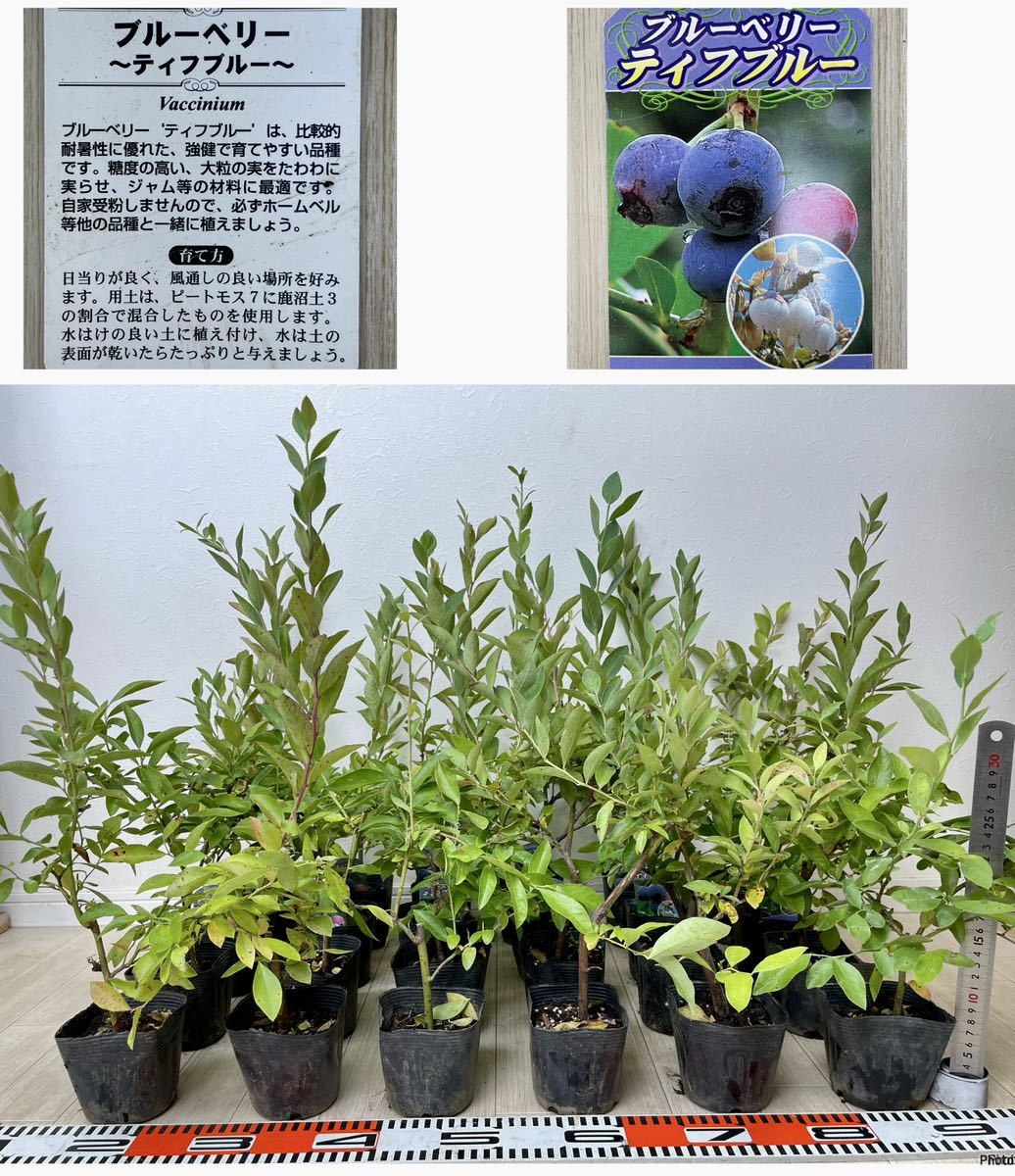 北海道産極上わらびの苗50本|PayPayフリマ