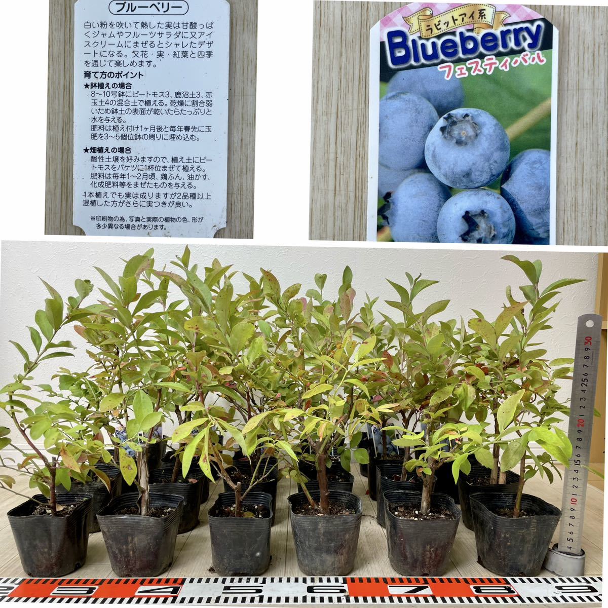 北海道産極上わらびの苗50本|PayPayフリマ
