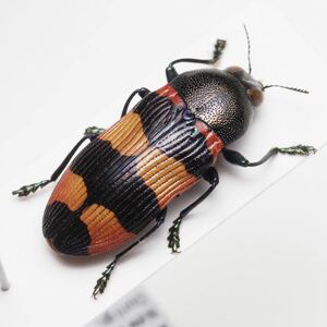 オーストラリアの美麗タマムシ Castiarina sp. 9