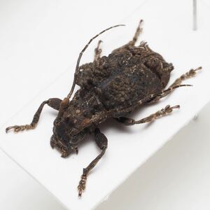 ペルーの珍品異形カミキリ Trachysomus sp. 両肩が著しく隆起します