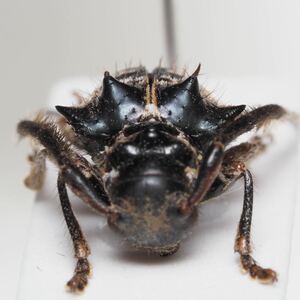 ペルーの異形カミキリ Tessarecphora arachnoides arachnoides?