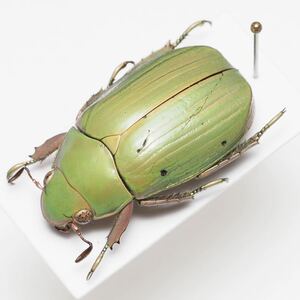 グアテマラのウグイスコガネ Chrysina guatemalensis プラチナコガネ