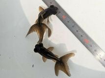 PURE金魚★国産 黒出目金　５匹　約４ｃｍ　限定３００匹　人気の出目金　入門種！　養魚場より直送_画像5