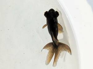 PURE金魚★国産 黒出目金　２匹　約４ｃｍ　限定３００匹　人気の出目金　初心者歓迎！　養魚場より直送