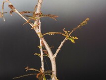 RR_ボスウェリア　ソコトラナ　Lサイズ　落葉中/Boswellia socotrana/1株/実生苗_画像1