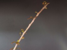 RR_ボスウェリア　ソコトラナ　Lサイズ　落葉中/Boswellia socotrana/1株/実生苗_画像6