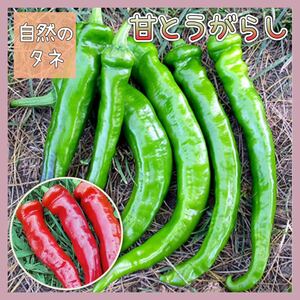 【国内育成・採取】 甘とうがらし 家庭菜園 種 タネ ピーマン シシトウ 野菜